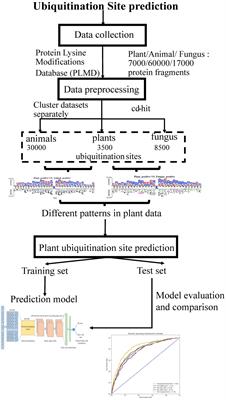 Incorporating Deep Learning With Word Embedding to Identify Plant Ubiquitylation Sites